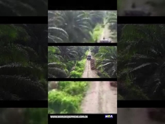 WEA18 รถแทรกเตอร์น้ำมันปาล์ม