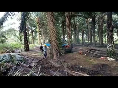 4 ล้อขับเคลื่อน 14hp ไดเซล พาล์มออยล์ เครื่องยนต์กลาก อุปกรณ์