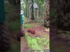 22HP รถแทรกเตอร์น้ำมันปาล์มอินโดนีเซียรถแทรกเตอร์ฟาร์มขนาดเล็กพร้อมหัวคีบ